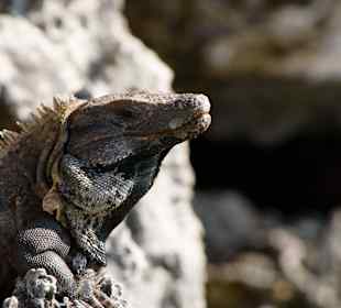 Leguane - überall wo man hinsieht