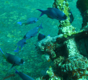 Wracktauchen / Grenada