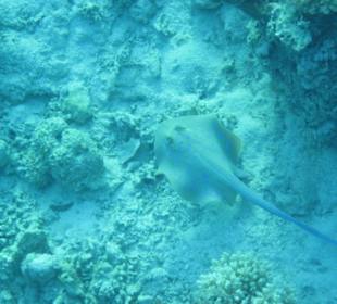 Голубой скат хвостокол