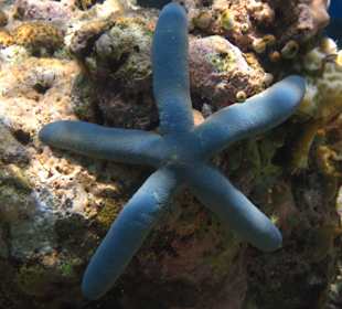 Unterwasserwelt Balis