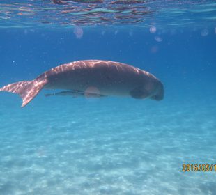Dugong Marsa Mubarak 