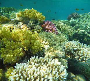 Korallenbänke