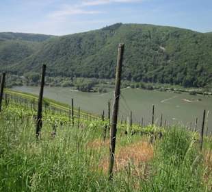 Impressionen Kräuterweg in Assmannshausen