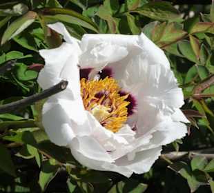 Eindrücke vom Rundgang durch den Berggarten