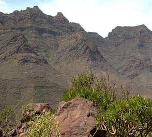 Roślinność Gór Gran Canaria