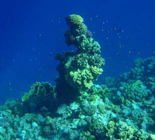Unterwasserweld/Korallen