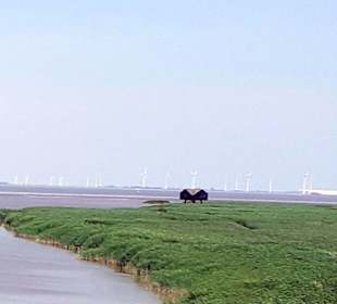 Kiekkaaste in Winschoten