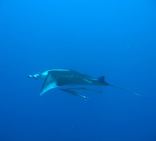 Manta bei Hausreef ( Far Garden )