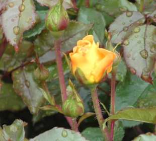 Im Rosengarten von Bad Kissingen