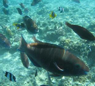 Hotel Al Nabila Grand Makadi