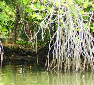 Mangroven