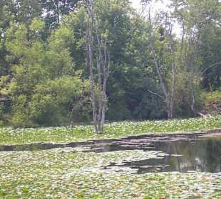 Seerosen und tote Bäume im Lake