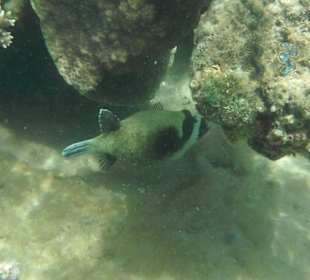 Hausriff Beach Albatros Resort