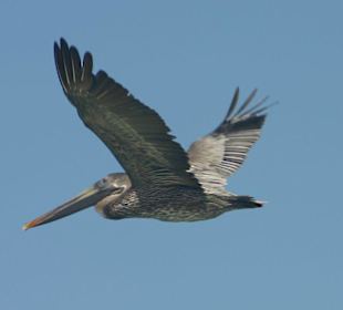Pelican