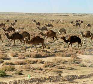 Dromedarherde