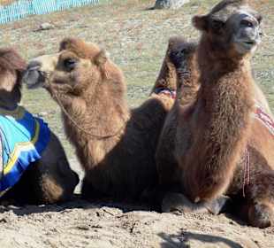 Kamele zu mieten für einen Ausritt