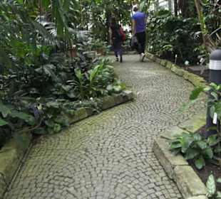 Tropenhaus - Schaugewächs -  Botanischer Garten