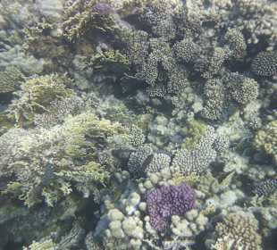 Schnorcheln Makadi Bay