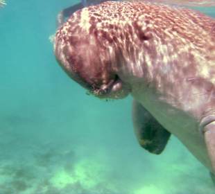 Seekuh/Dugong