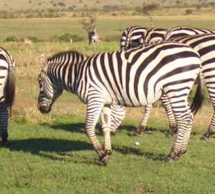 Zebras