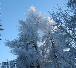 Sneeuw op de Uetliberg
