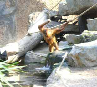 Tierpark Hagenbeck
