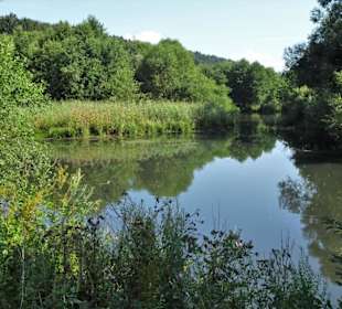 Uferzone am Froschgrundsee