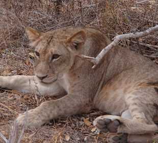Gleich neben dem Safari-Fahrzeug (Tsavo Ost)