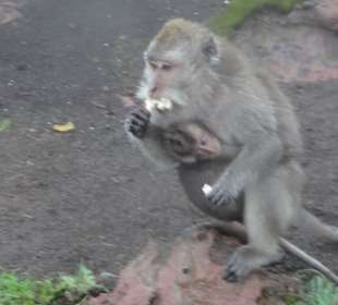 Affenmama auf dem Batur