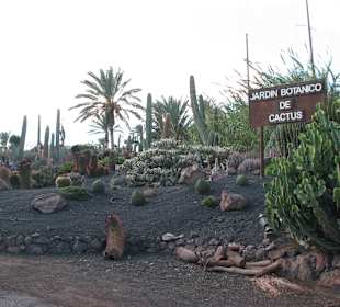 Jardin Botanico de Cactus im Oasispark