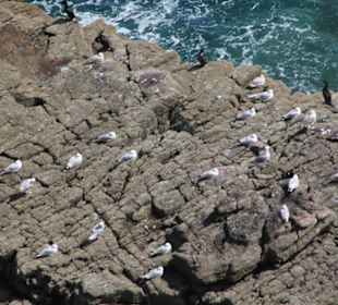 Cap Fréhel