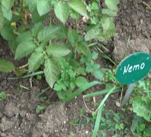 ALB-GOLD Naturgarten