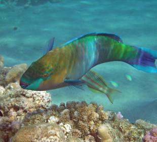 Rostnacken-Papageifisch