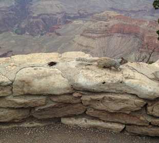 Grand Canyon - Squirrel