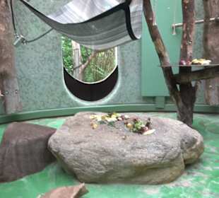 Tierpark Hellabrunn - Welt der Affen