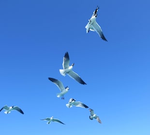 Möven auf der Saone Tour über dem Boot