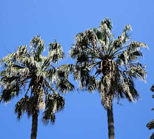 Impressionen aus dem Botanischen Garten Cagliari