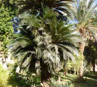 Kleine Nilbootsfahrt - Assuan Botanischer Garten