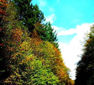 Herrliche Herbstfarben