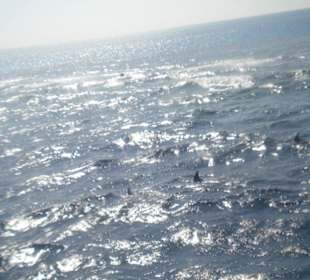 Delphinausflug mit Mohamed