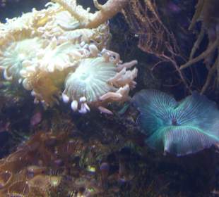 Aquarium Berlin