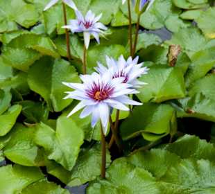 Botanischer Garten Queen Elizabeth II