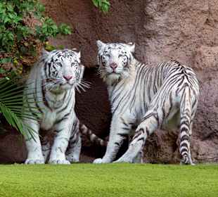 Tigres
