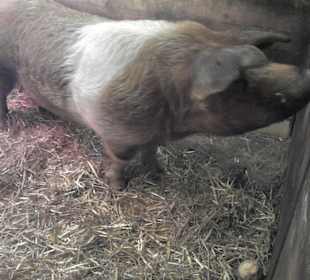 Der Bauernhofbereich mit Streichelzoo