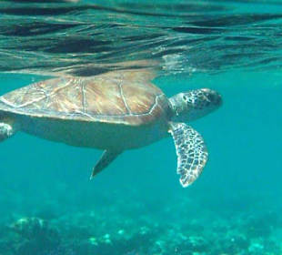 Schildkröte am Hausriff