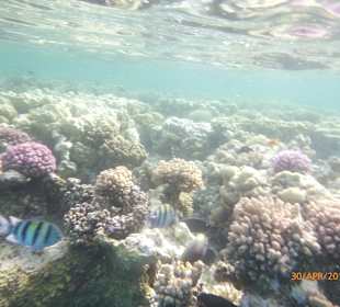 Schnorcheln geht immer