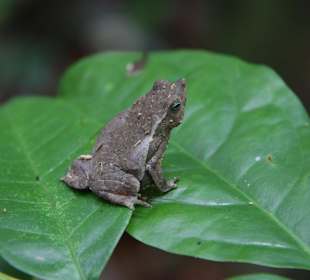 Frosch