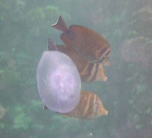 Schnorcheln am Hausriff