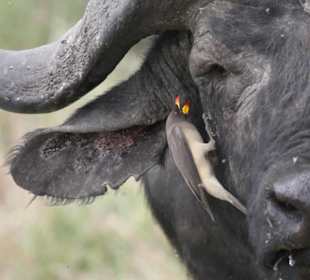 Madenhacker am Büffel