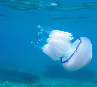 Schnorcheln Montepaone Lido